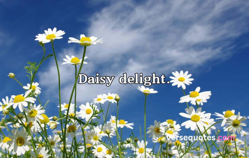 Daisy Captions and Quotes