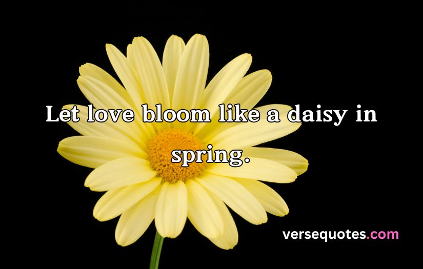 Daisy Captions and Quotes